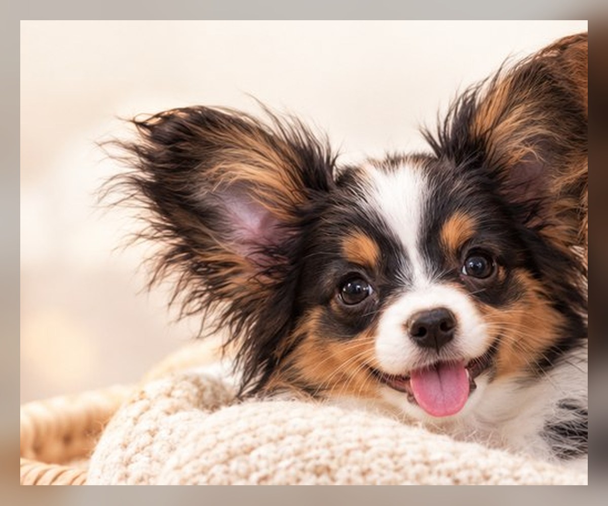 White and brown Papillon puppy with an attentive expression