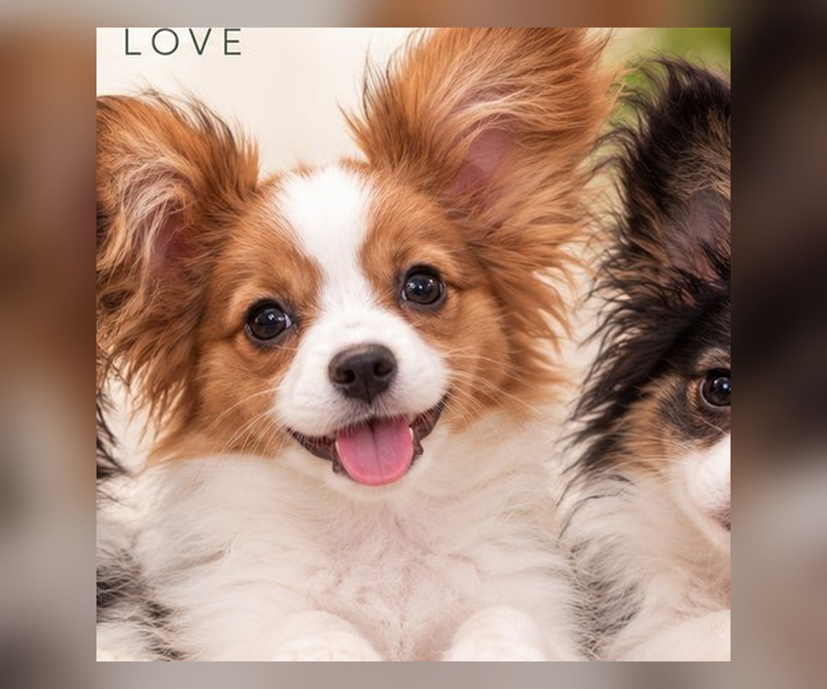 Sable and white Papillon puppy with large butterfly-shaped ears