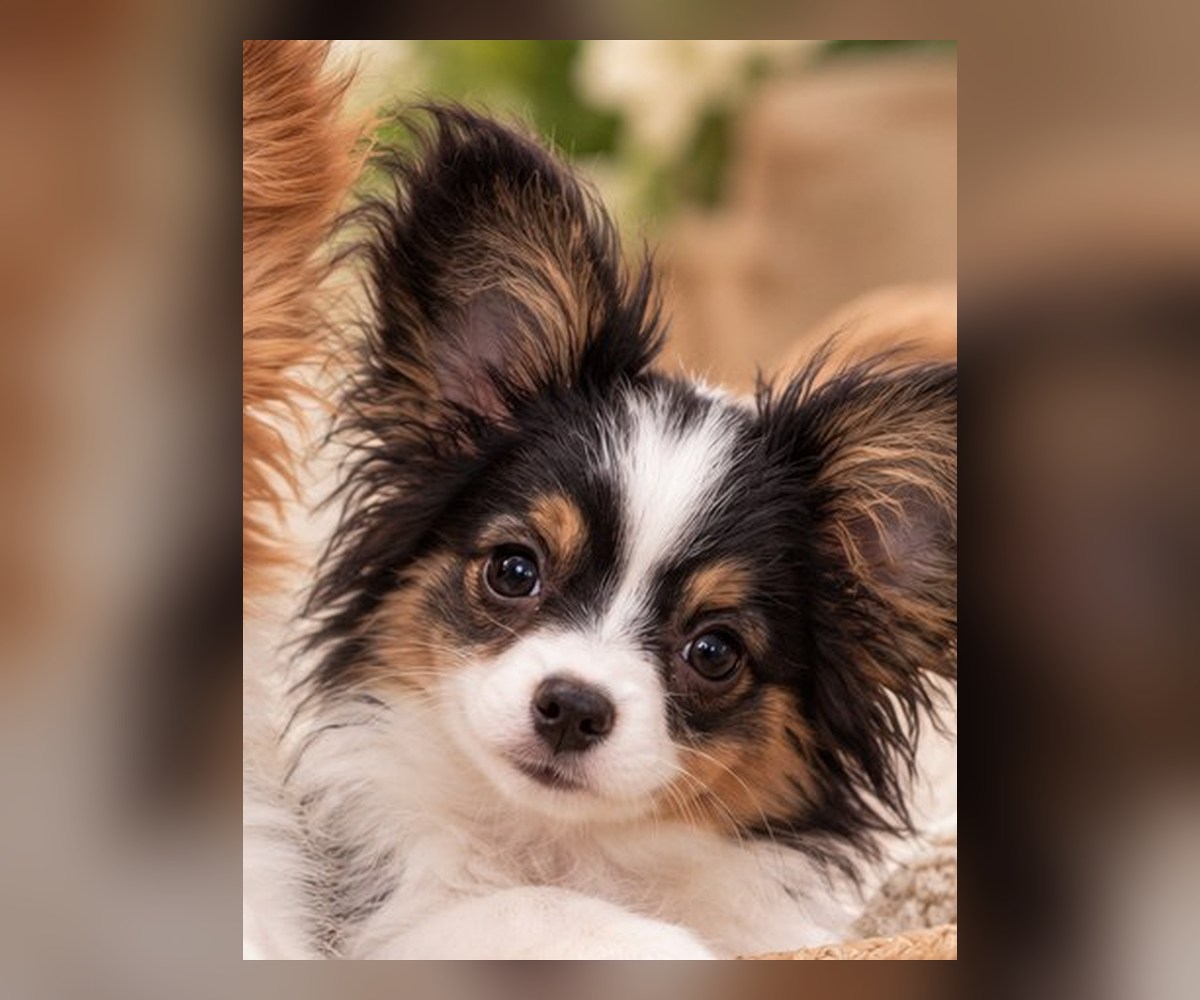 Fluffy Papillon puppy sitting outdoors