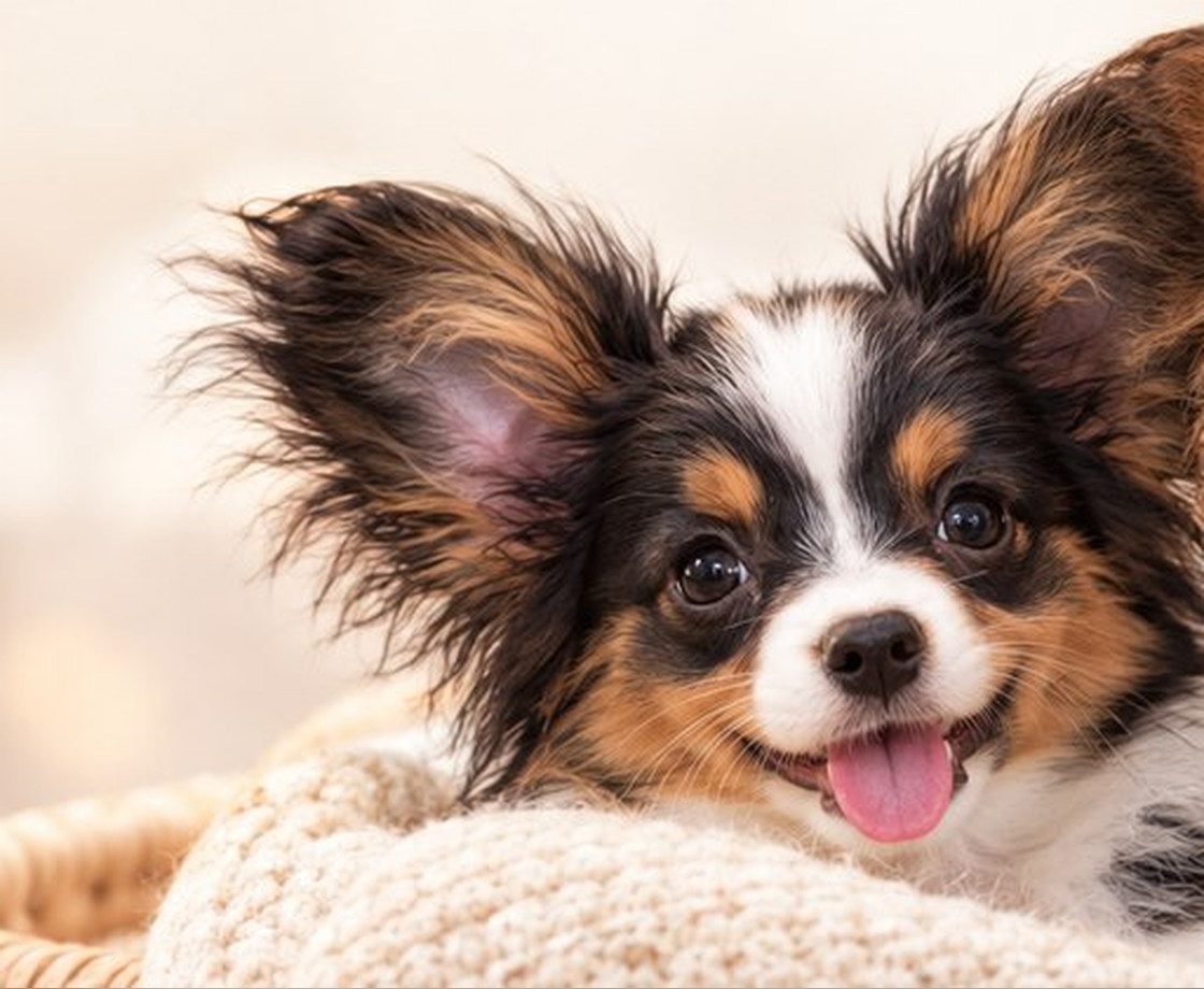 Papillon puppy