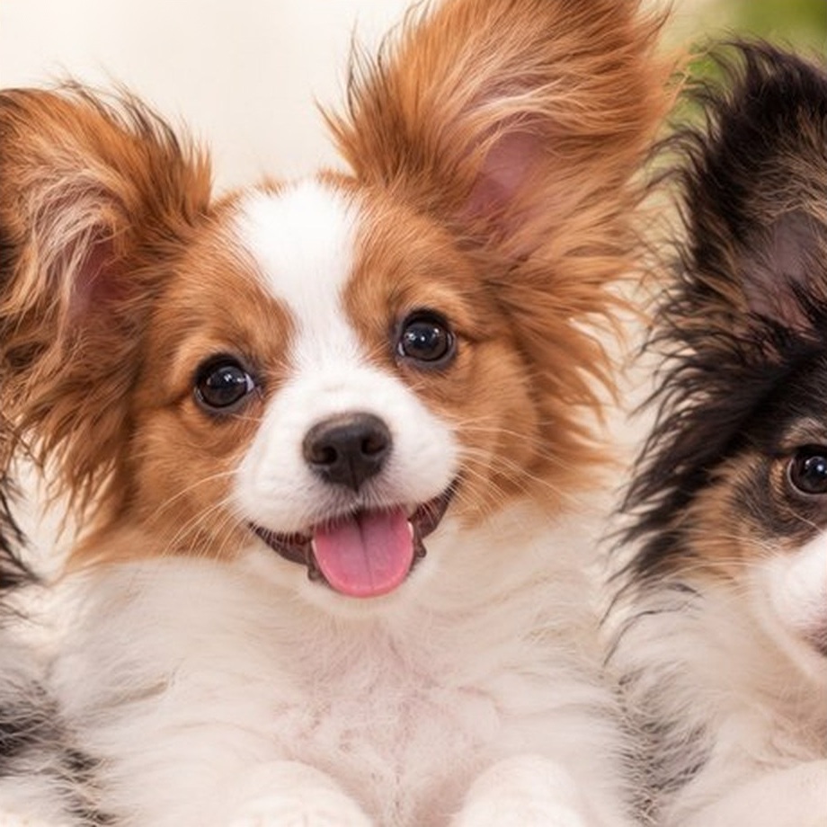 Papillon puppy portrait